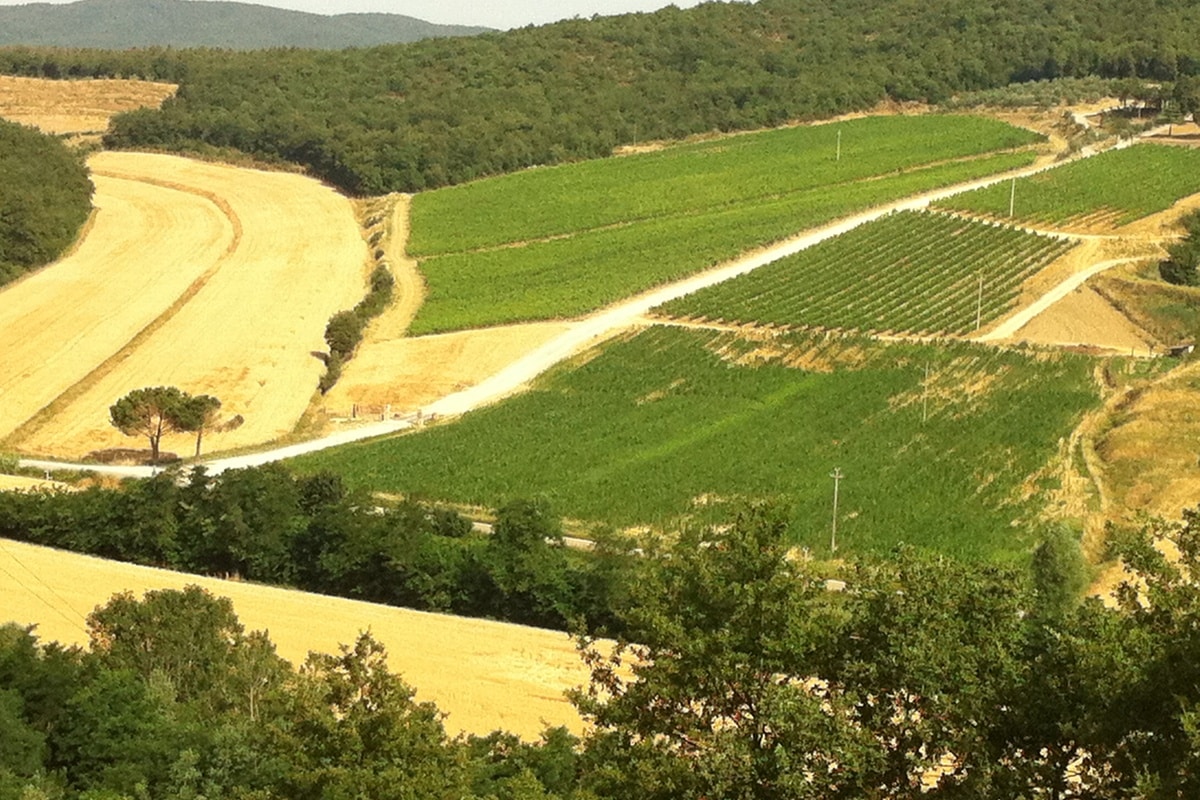 Vineyards