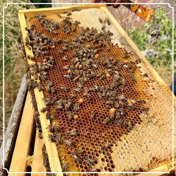 Honey Bee Harvest