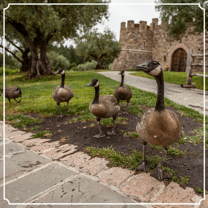 Castle Geese.