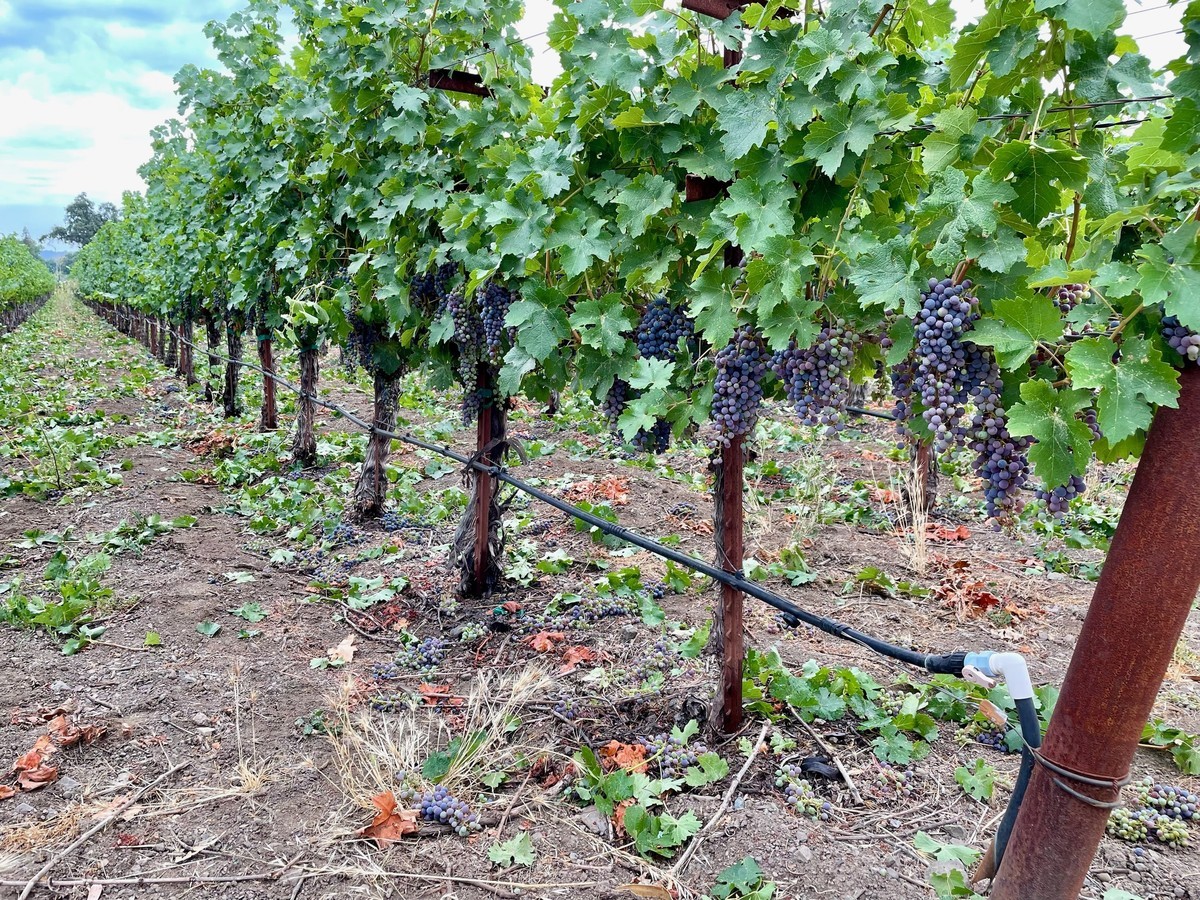 Manley Lane Vineyard in The Rutherford AVA of Napa Valley