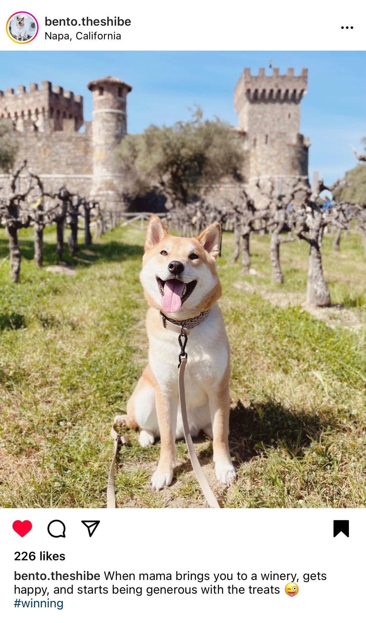 Dogs of Castello