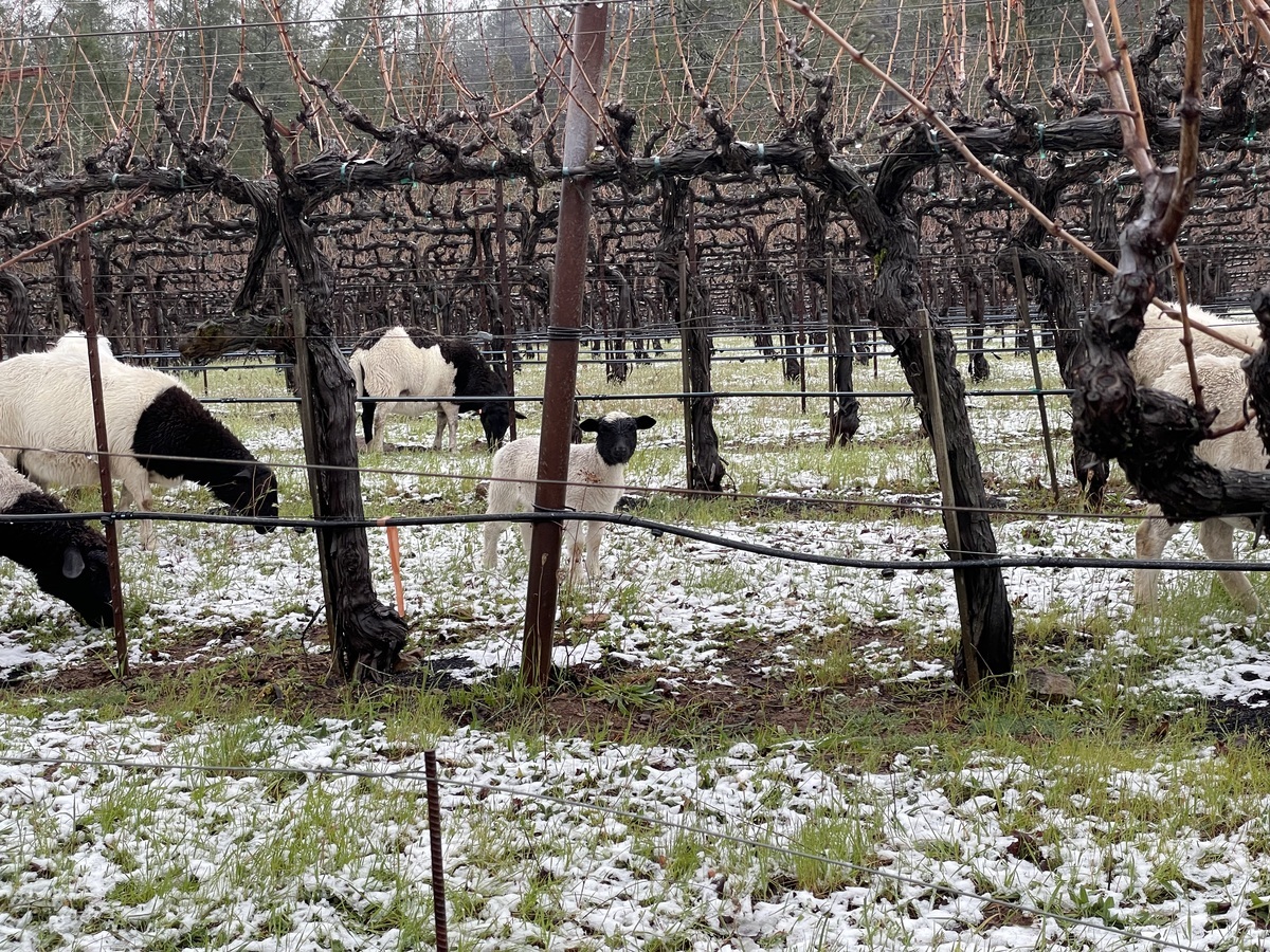 Snow in The Vineyard