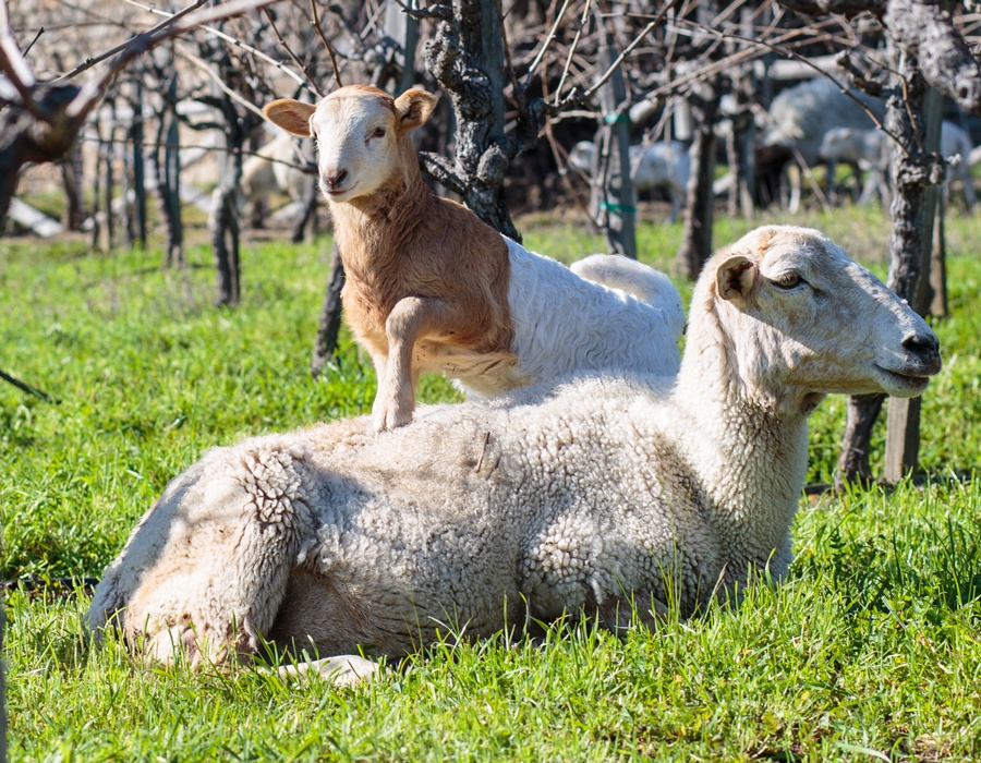 Sustainability Practices - Sheep grazing in the vineyard.