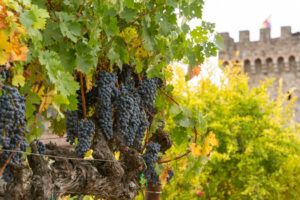 Cabernet Sauvignon vineyard before the harvest