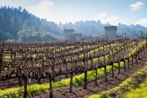 The Castello’s pruned Cabernet Sauvignon vineyard